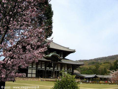 Cherry blossoms in front of Tōdai-ji temple in Nara
