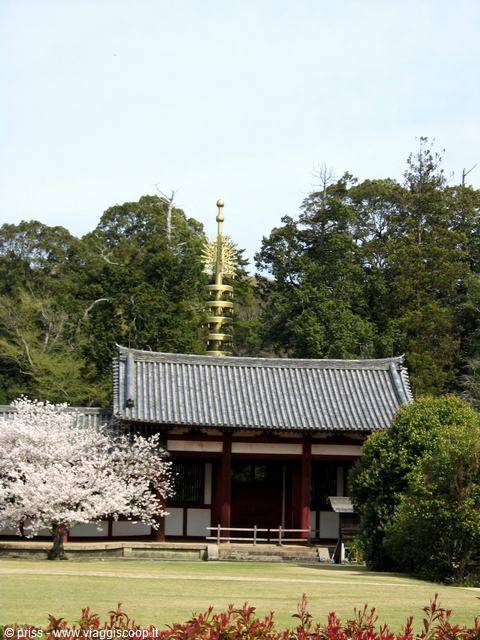 Wooden temple hall with grey tiled roof, blooming cherry tree and golden spire, Nara