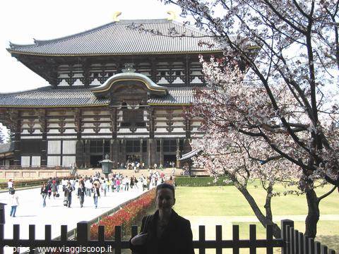 Tourist in front of Todai-ji temple in Nara, blooming cherry tree