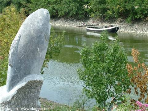 The rock fish