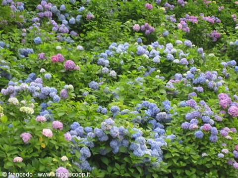 Beautiful hydrangeas in Recoaro