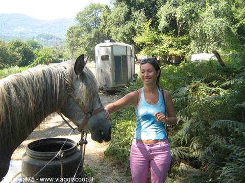 Girl petting a grey horse near a trailer among ferns and mountains