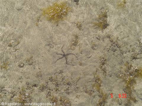 Starfish on wet sand with algae, shallow clear water