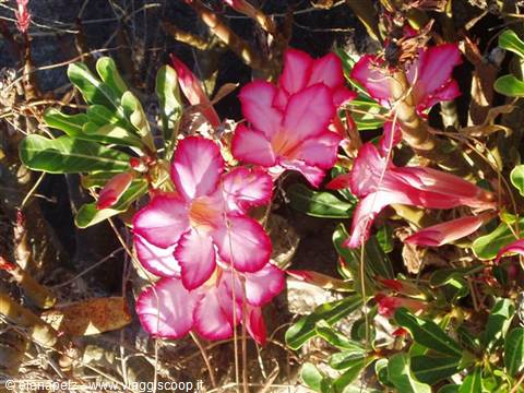 Desert rose