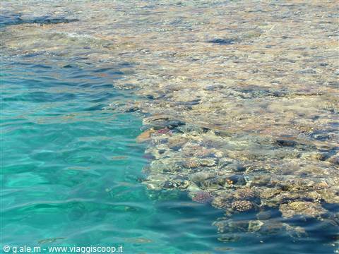 Submerged corals visible through transparent turquoise water in the Red Sea