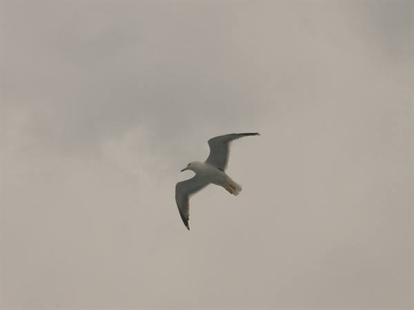 Seagull gliding with spread wings against a grey cloudy sky