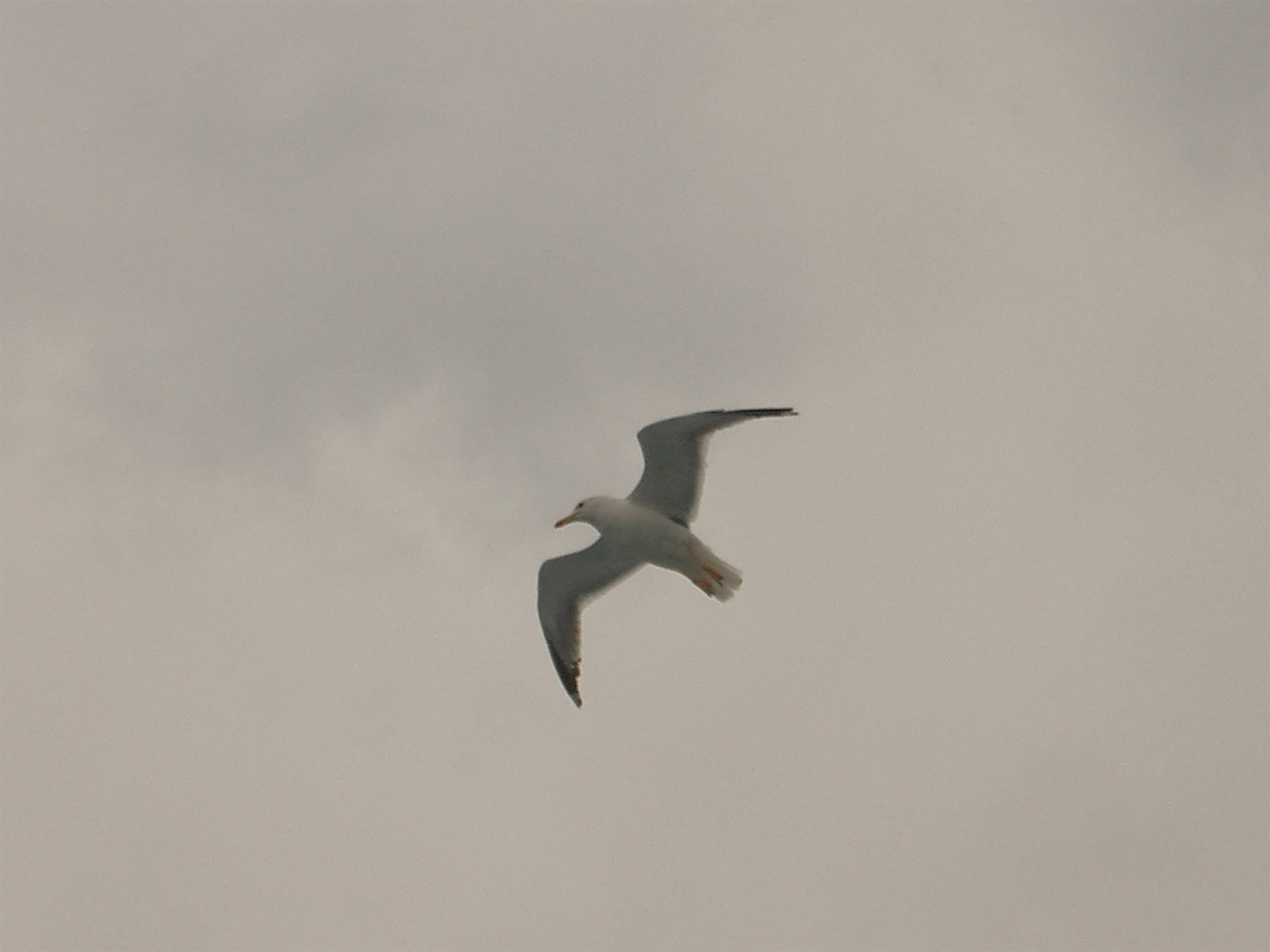 Seagull gliding with spread wings against a grey cloudy sky