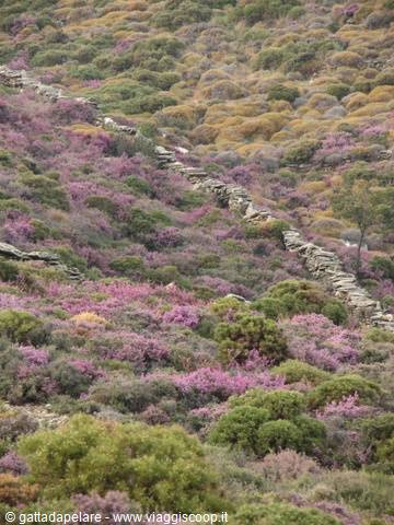 Dry stone wall winding through pink flowering bushes and green hills