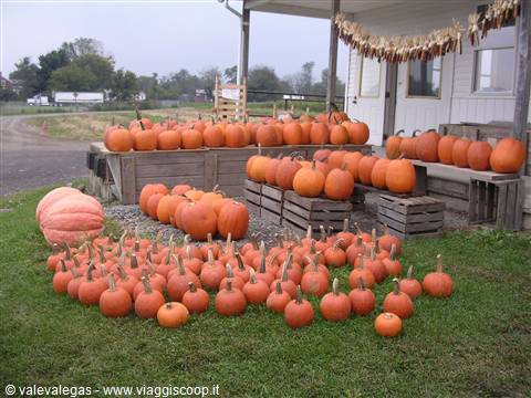 Orange pumpkins displayed on wooden crates outside a farm stand