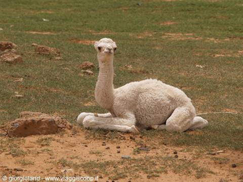 White baby camel lying on green grass among rocks