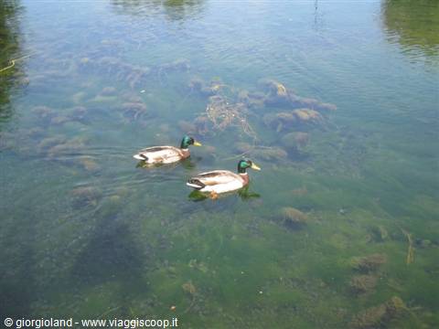 Two mallard ducks swim in crystal-clear green water with algae below