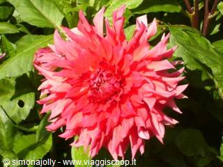 The Dahlias of the Botanical garden
