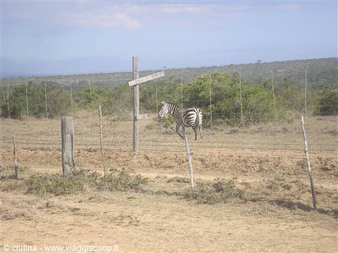 ...the zebra!