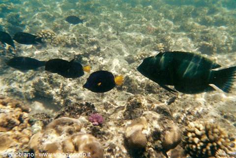 ras muhamed coral reef