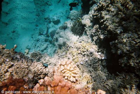 ras muhamed reef