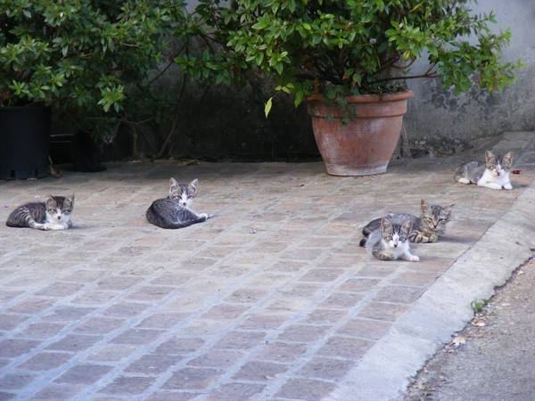 the calm of the kittens pian d'assino