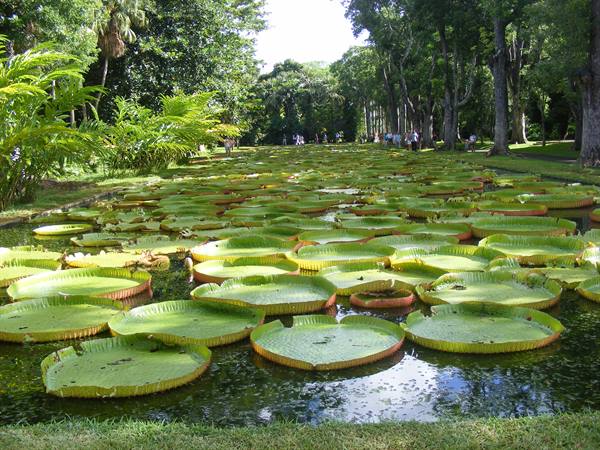 pamplemousses victoria-regia water lily