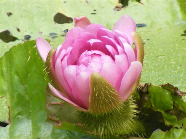 victoria-regia flower