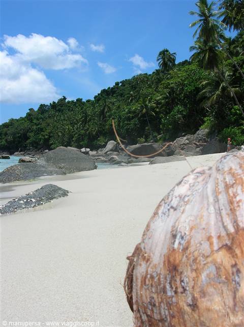 MALAYSIAN COCONUT