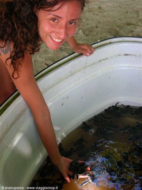 PROTECTED SEA TURTLES