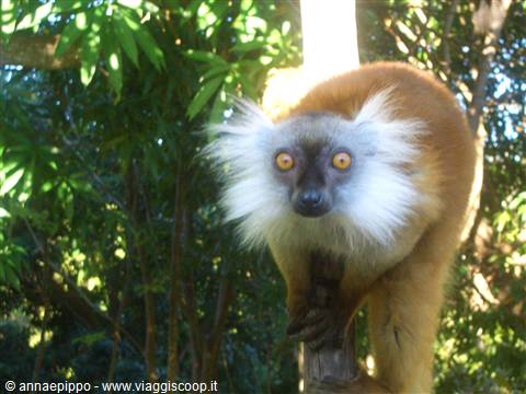 Lemur at Ankify