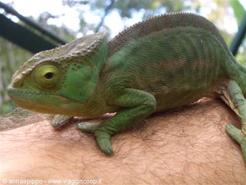 Chameleon
