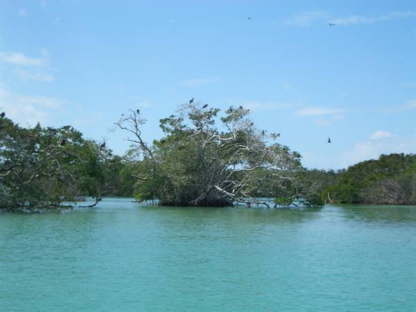 Mangroves