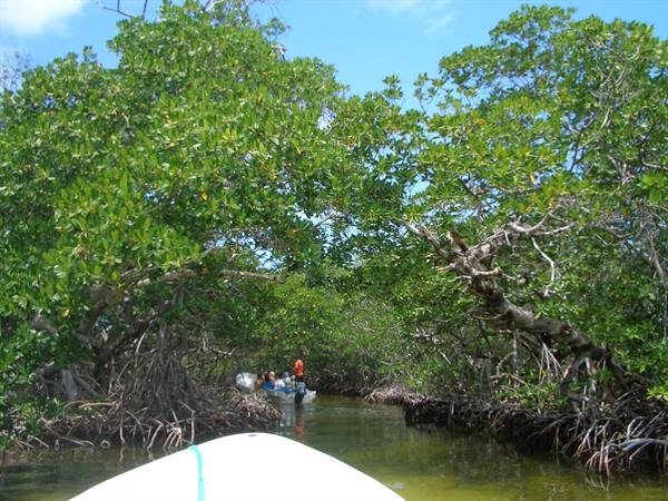 Mangroves at Sian Ka'An