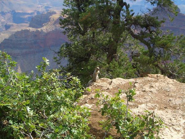 SQUIRREL AT THE GRAND CANYON