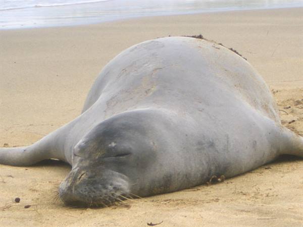THE SEAL AT KE'E BEACH