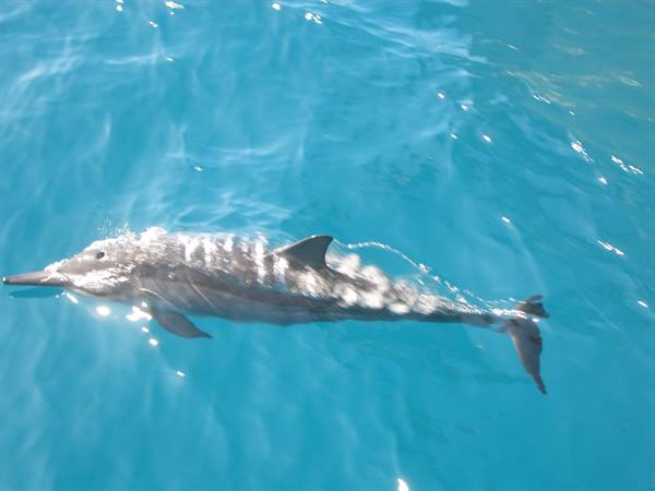 DOLPHIN AT THE NA'PALI COAST
