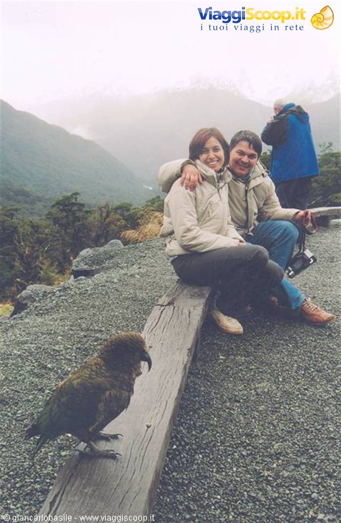 Smiling couple on wooden beam, kea parrot in foreground, misty mountains