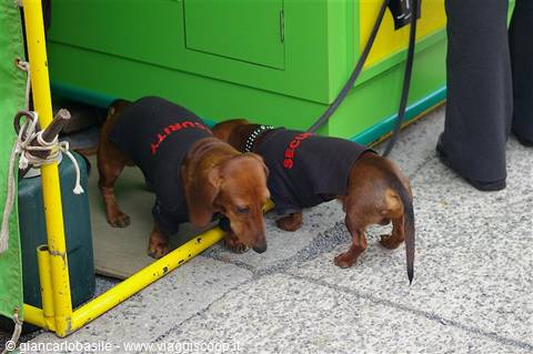 Two brown dachshunds wearing black security vests sniffing the pavement