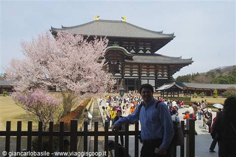 Man in front of Todai-ji Temple in Nara among blooming cherry trees and visitors