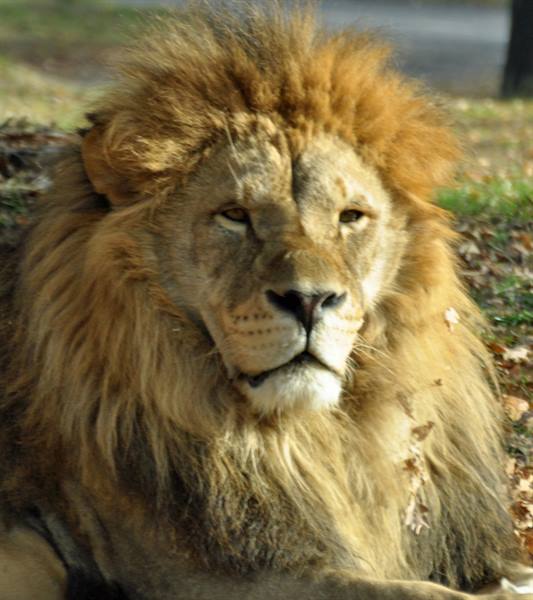 Golden-maned lion resting on dry leaves in sunlight