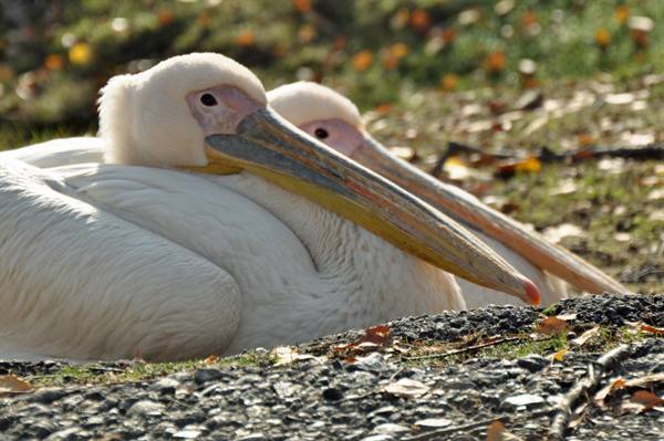 Two white pelicans resting on rocks among grass and dry leaves