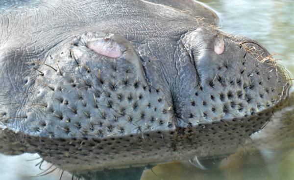 Close-up of a hippo's muzzle with nostrils and whiskers above water
