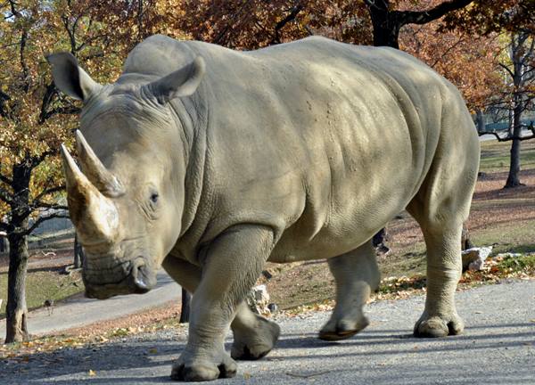 Large white rhinoceros walks on gravel path among autumn trees at the zoo