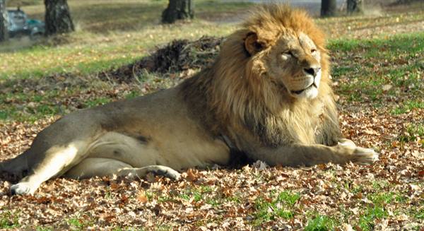 Male lion lying on dry leaves in a park with trees