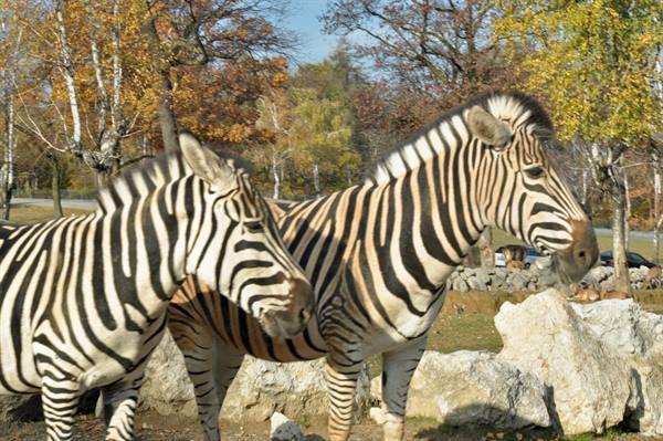 Two zebras near rocks and autumn trees