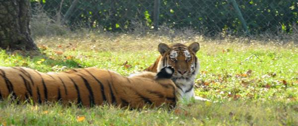Two tigers lying on the grass, one facing the camera, fence behind