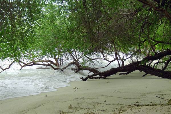 Tree branches lean over pale sand beach as waves crash beneath