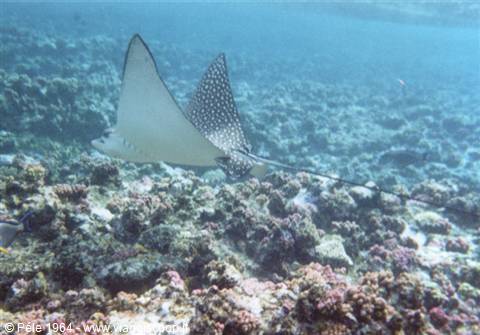 Spotted eagle ray swims over coral reef in clear water