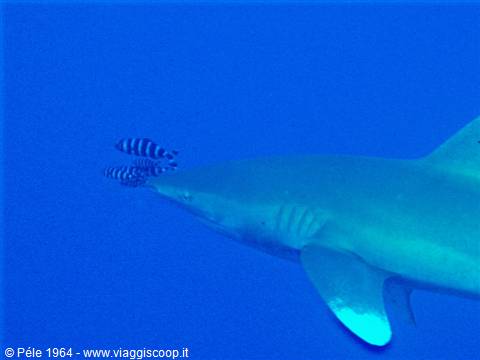 Oceanic whitetip shark swims in blue water with pilotfish near its snout