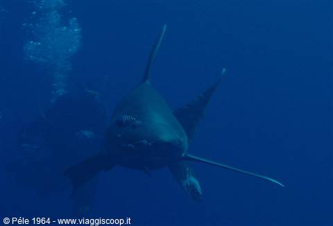 Oceanic shark swims near a scuba diver in deep blue water