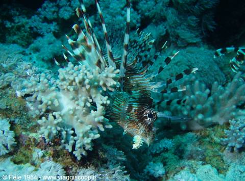 Lionfish among corals on a reef, blue-green underwater light