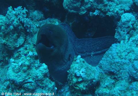 Giant moray eel with open mouth among corals, blue light