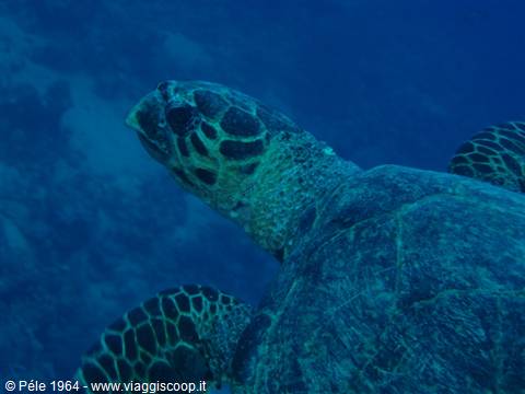 Sea turtle swims in deep blue water near the coral reef