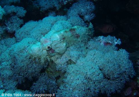 Stonefish camouflaged among blue corals on an underwater reef