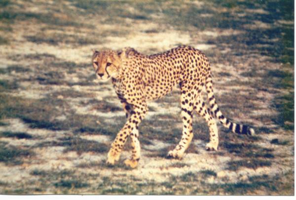 cheetah